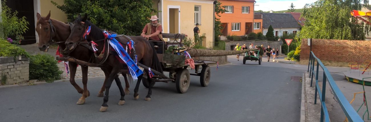 Stavění hodové máje